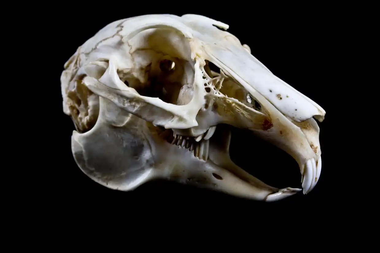 Rabbit skull reference image, from Getty Images