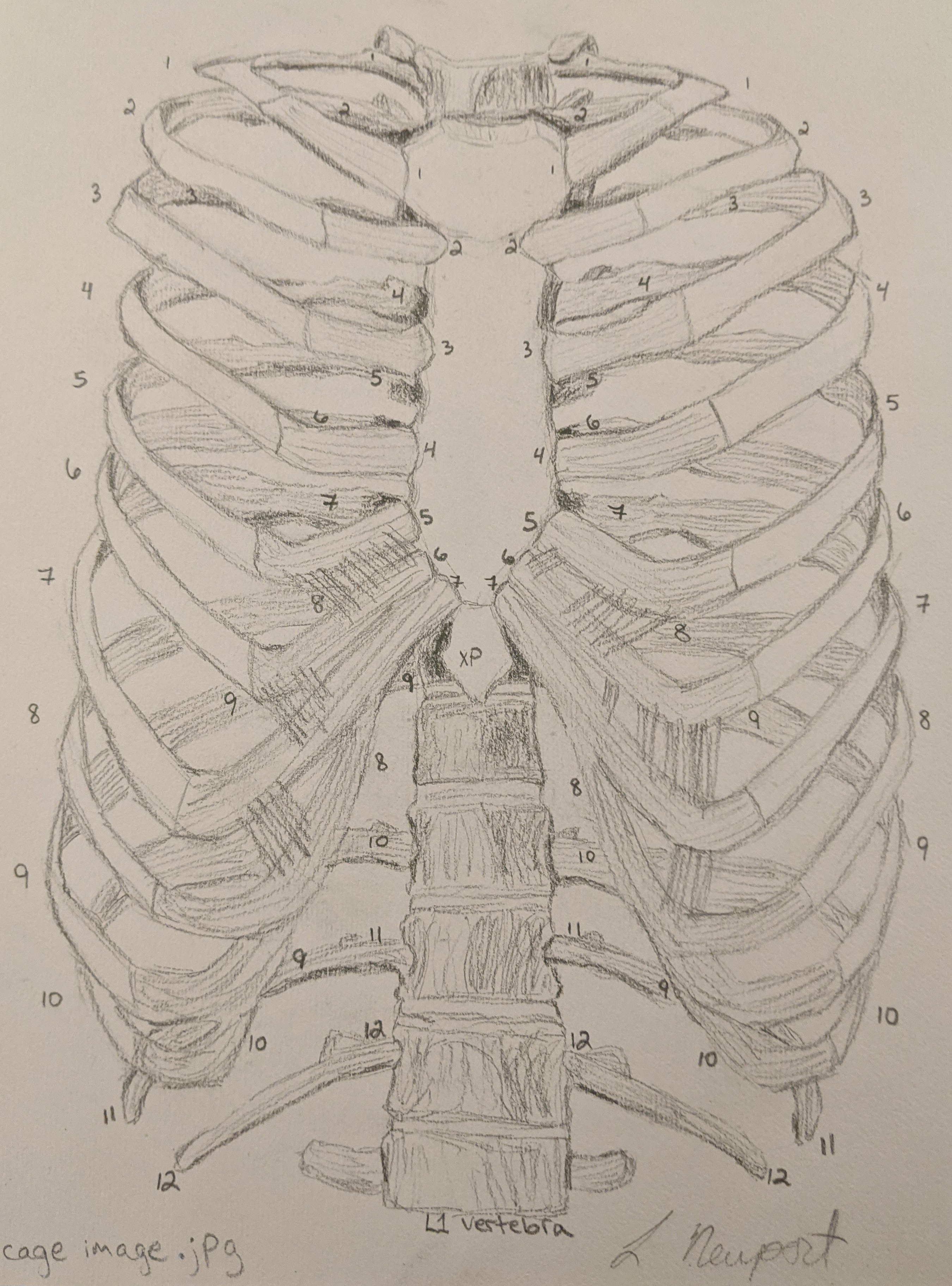 Sketch - Ribcage