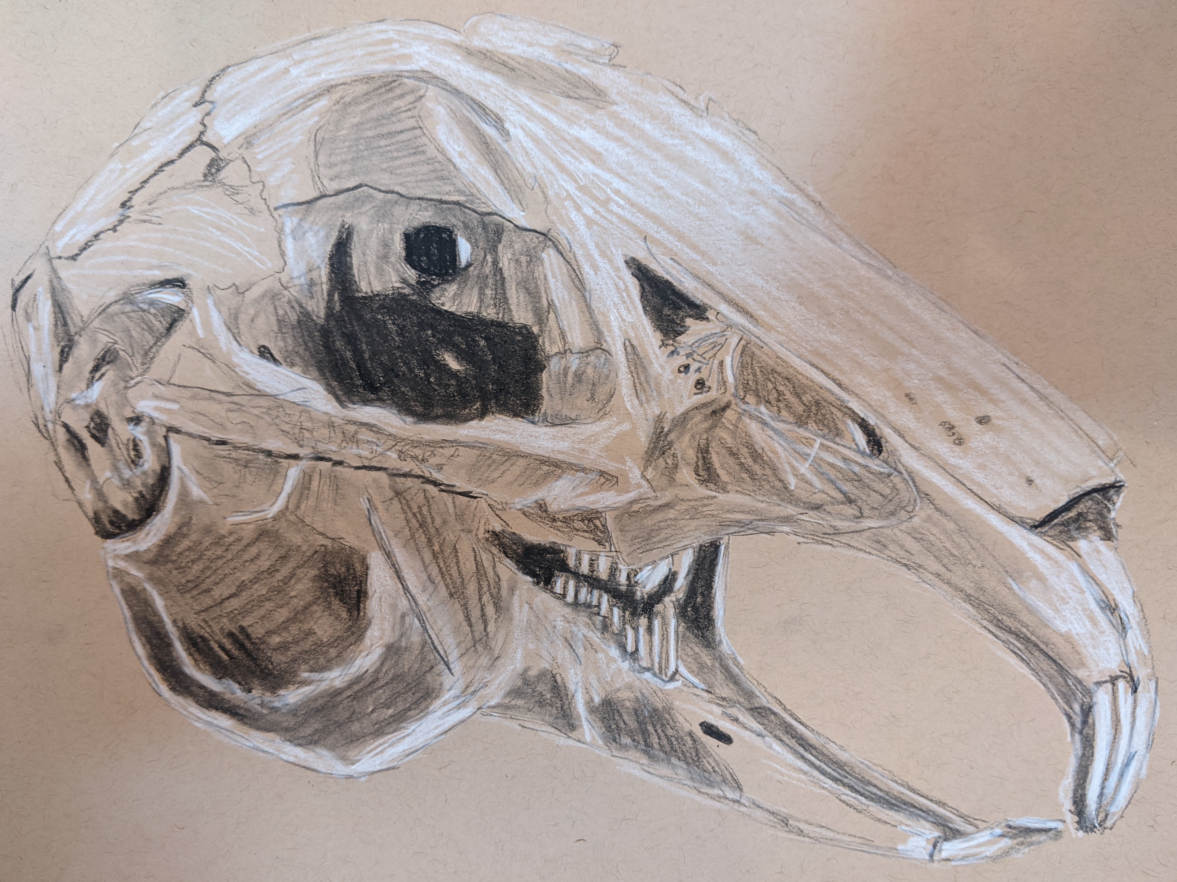 Sketch - Rabbit skull